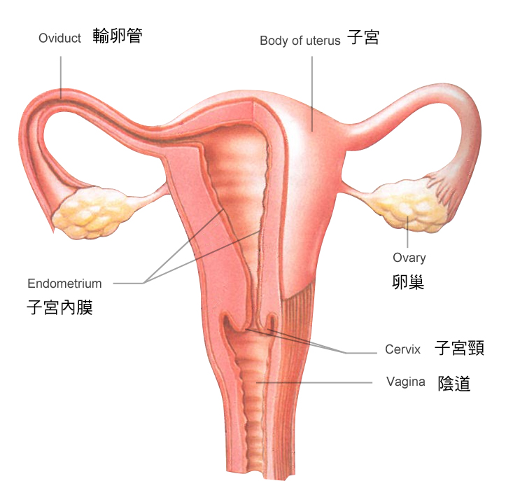 女性生殖系统解剖图高清