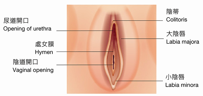 女性生殖系統 女性陰道口位置圖片